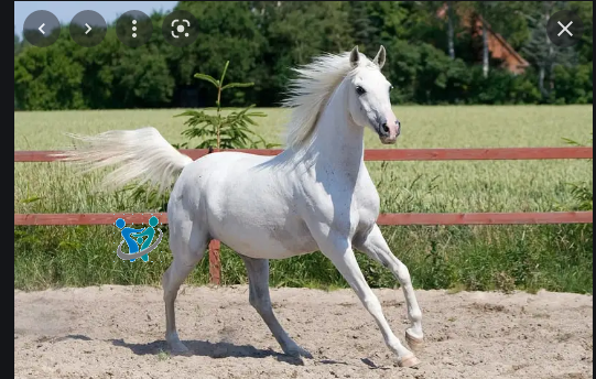 الخيول العربيه الأصيله 2 الخيول العربيه الأصيله